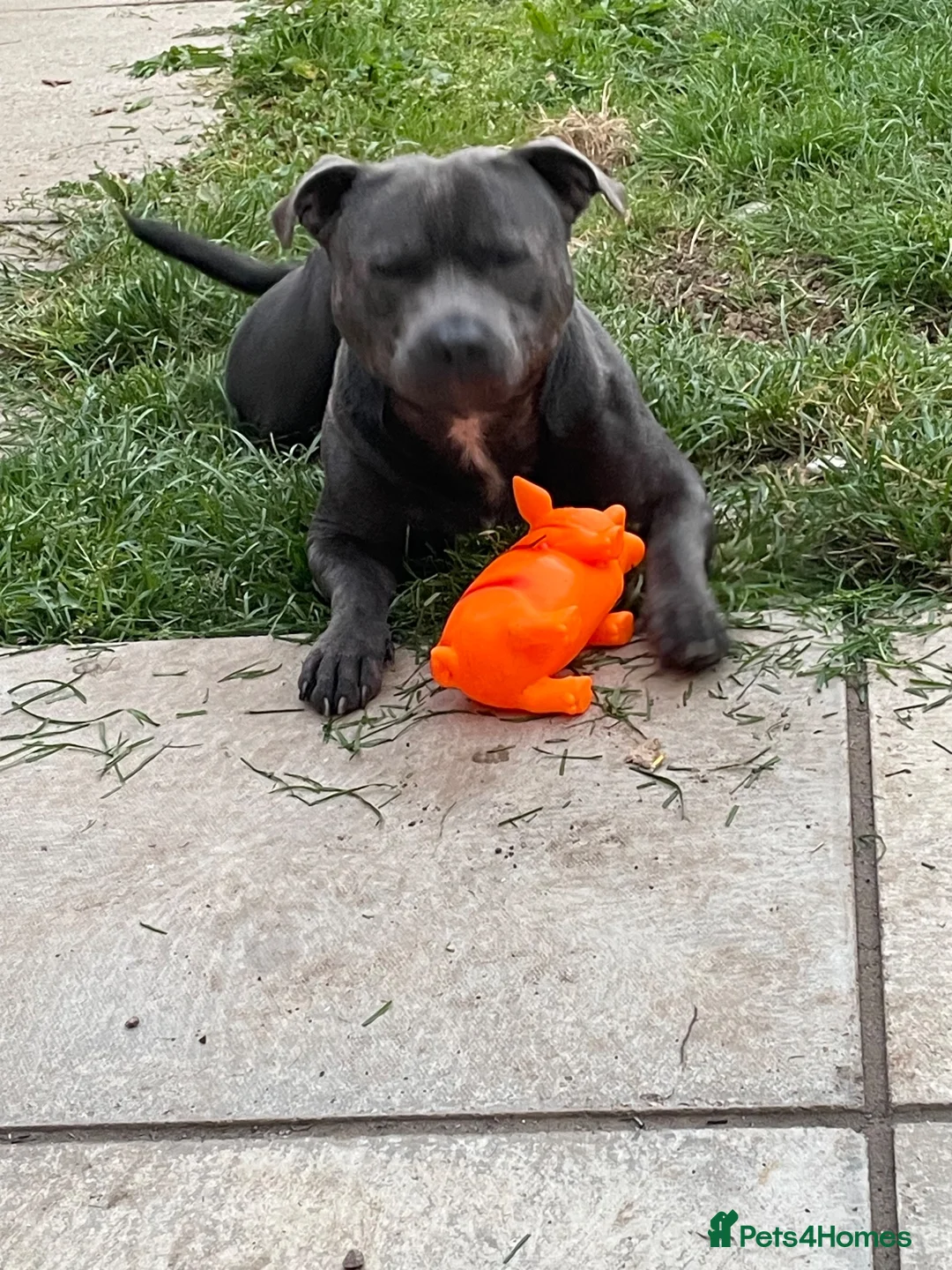 Staffordshire Bull Terrier dogs for sale: Blue boy in Cardiff - Advert 2