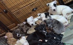 American Bull Staffy dogs for sale: 2 Female American bull x staff puppies left - Image 8