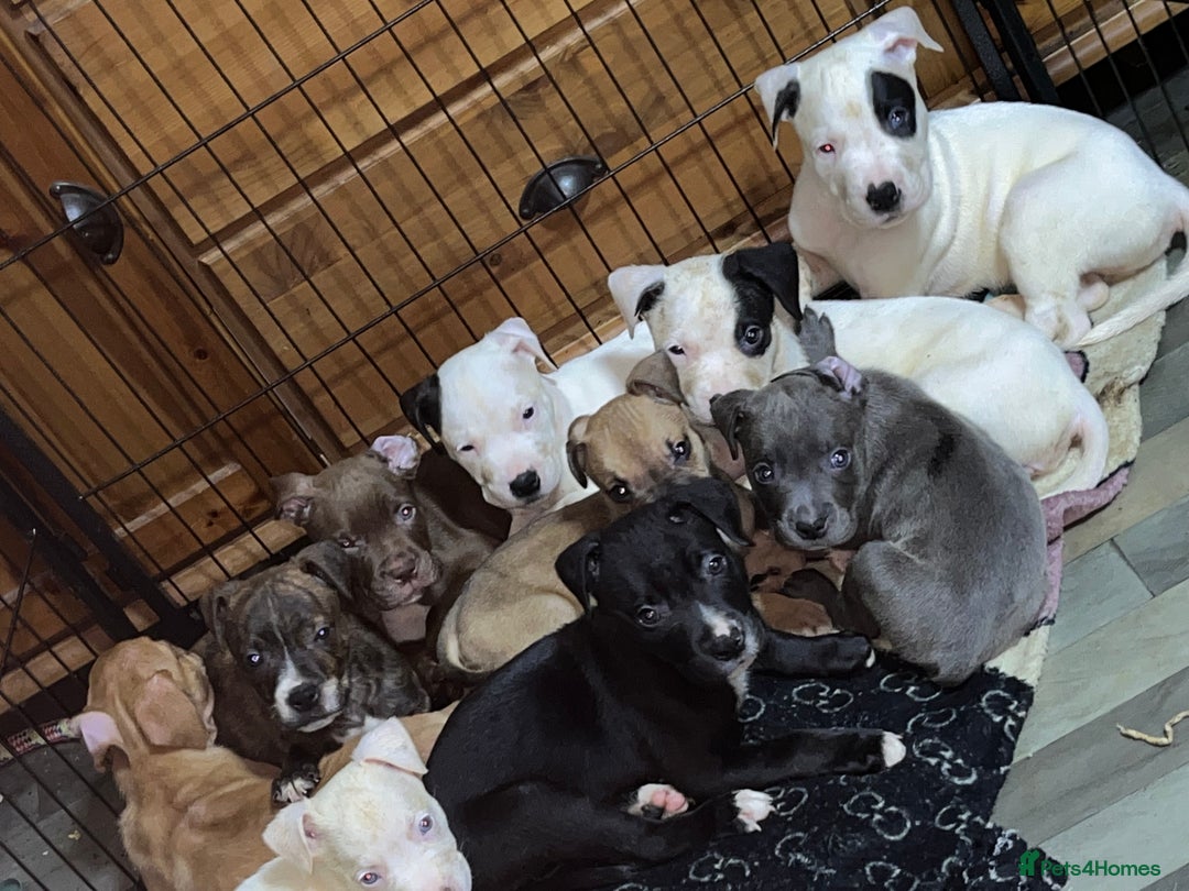 American Bull Staffy dogs for sale: 2 Female American bull x staff puppies left - Image 8