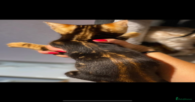 Bengal cats - Advert 6
