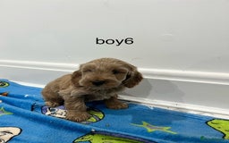 Cockapoo dogs for sale: Show type cockapoos😍 - Image 10