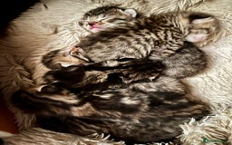 Bengal cats for sale: New born Sparkly Little Bengal X Kittens in Dorking - Image 1