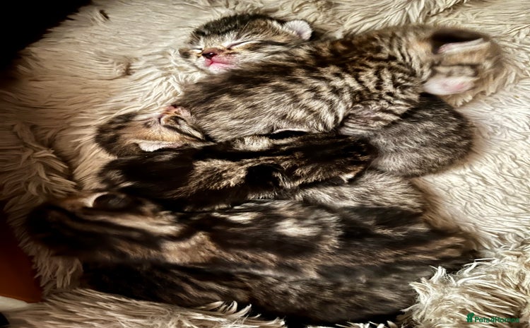 Bengal cats in Dorking - Advert 6