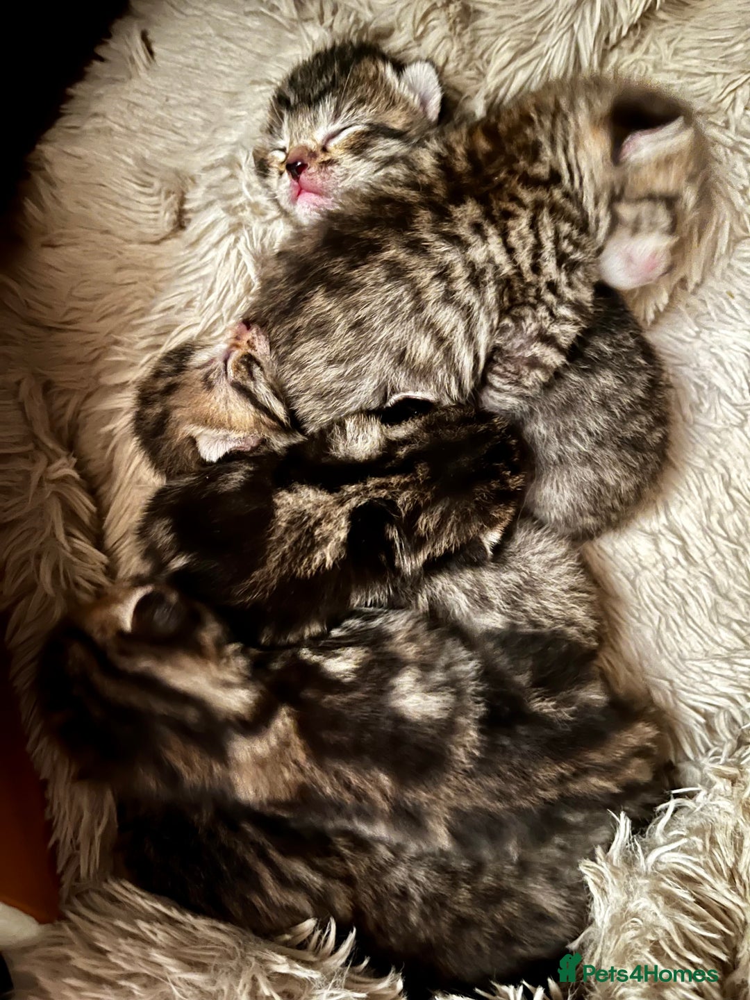Bengal cats for sale: New born Sparkly Little Bengal X Kittens in Dorking - Image 1