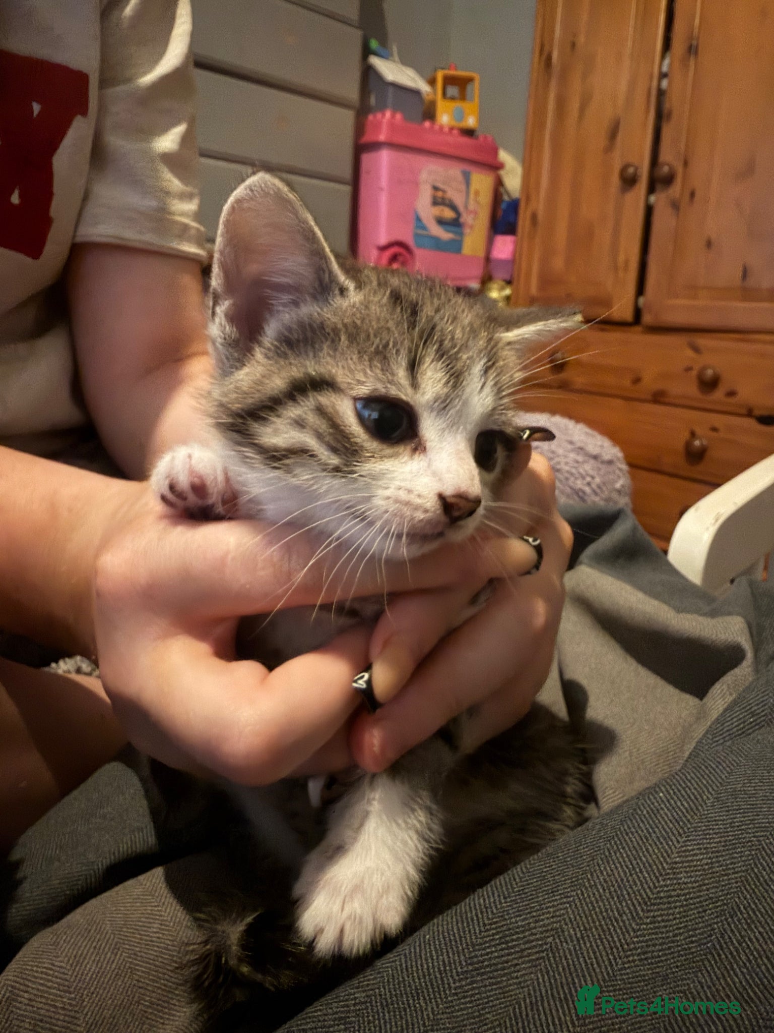 Mixed Breed cats for sale: Two tabby female kittens - Advert 3
