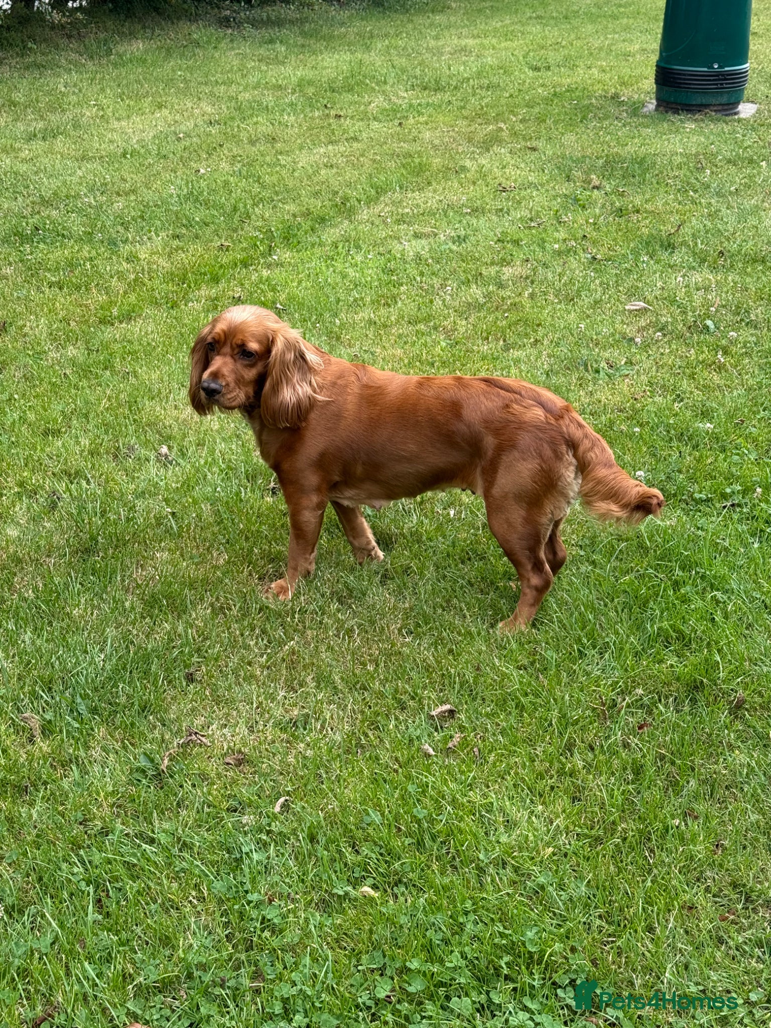 Sprocker dogs F2 Sprocker Spaniel Puppies - Advert 2