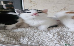 Selkirk Rex cats for sale: Adorable Selkirk Rex Kittens (Straight ) - Image 19