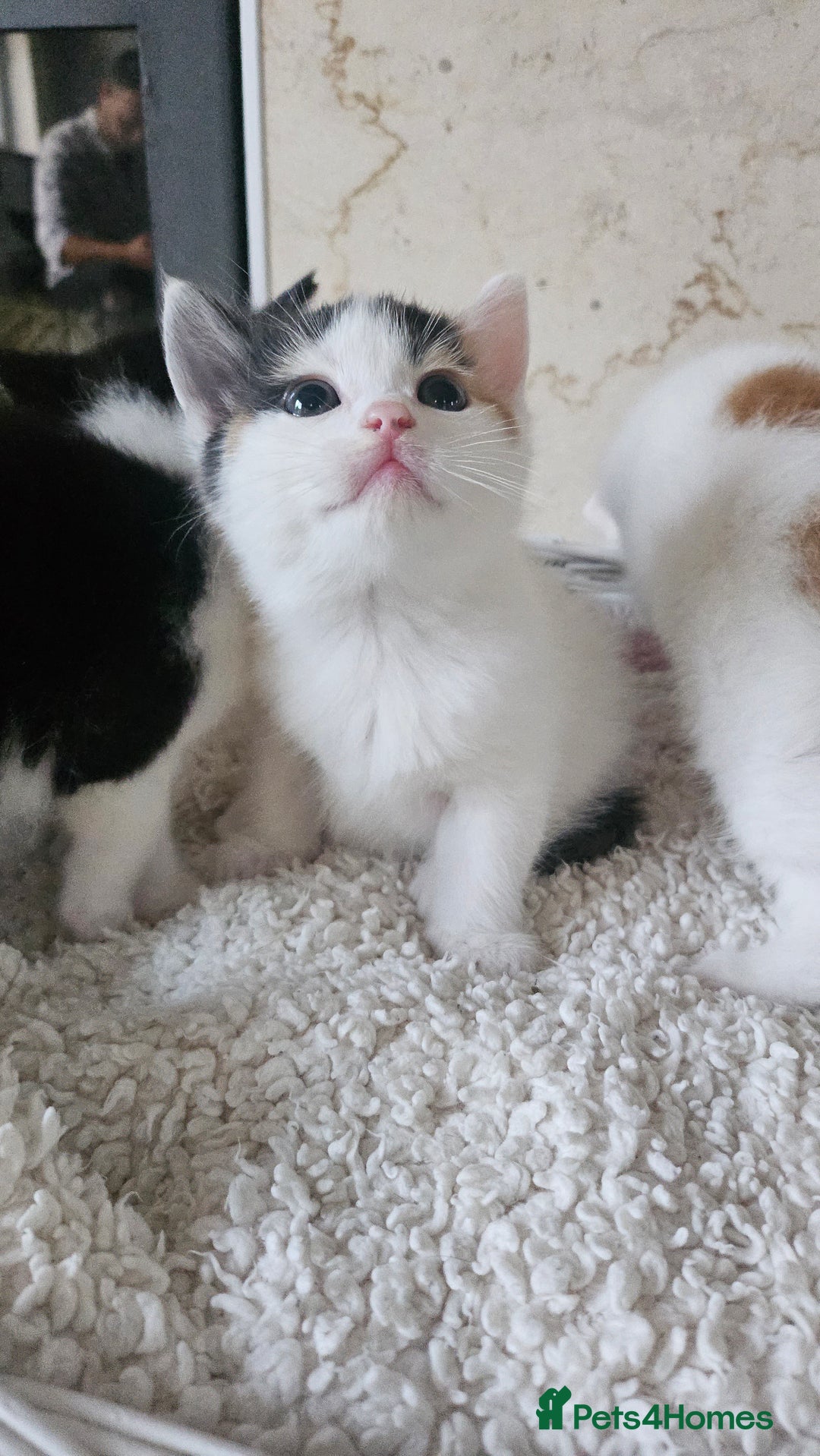 Selkirk Rex cats for sale: Adorable Selkirk Rex Kittens (Straight ) - Image 19