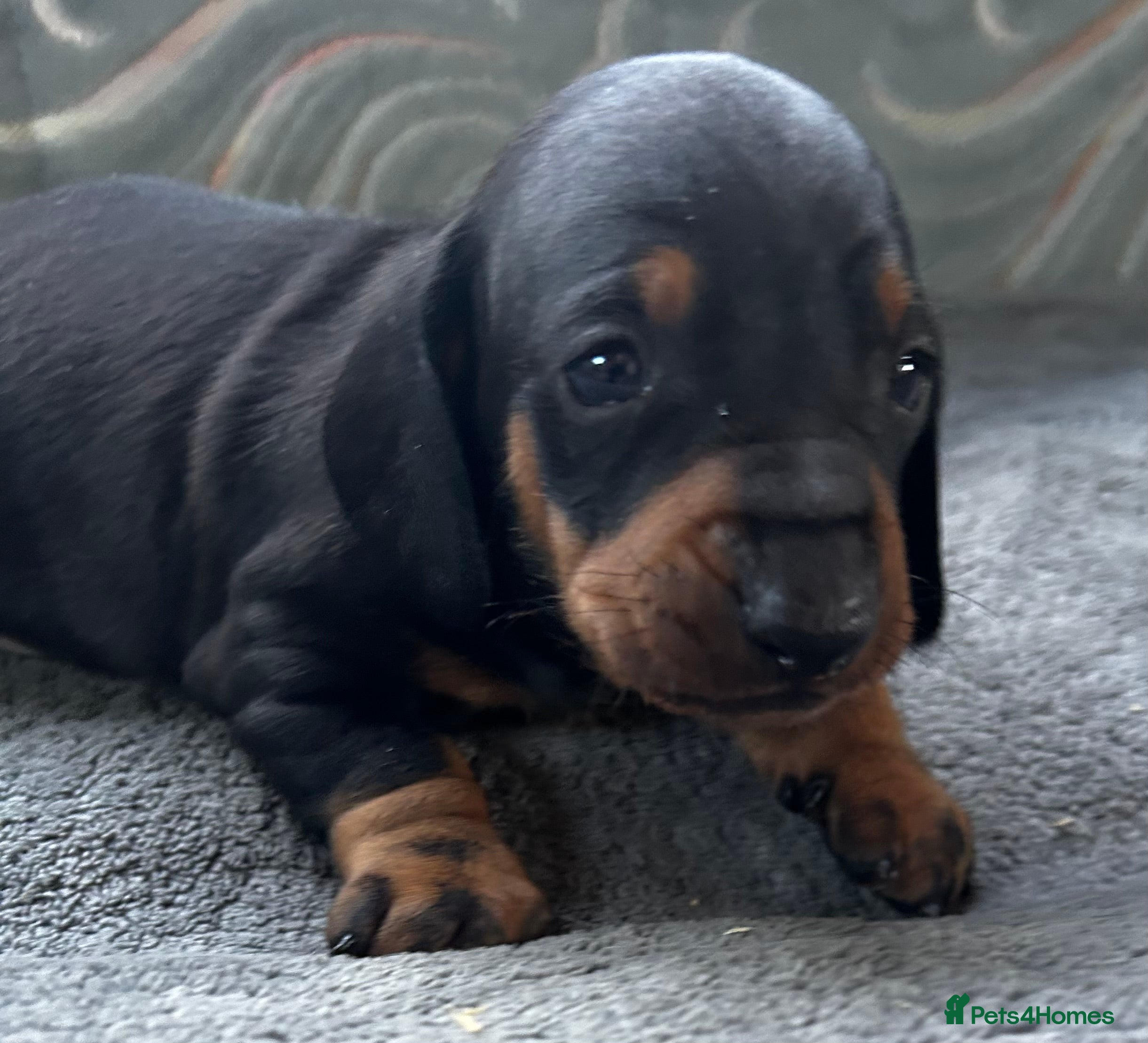 Dachshund dogs STUNNING B&T MALE KC SMOOTH STANDARD  - Advert 4