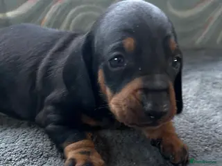 Dachshund dogs STUNNING B&T MALE KC SMOOTH STANDARD - Advert 4