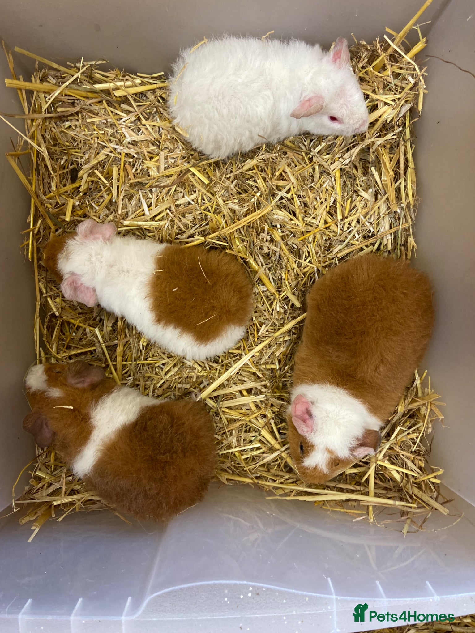 Guinea Pig rodents For Sale Baby Male Teddy Guinea Pigs  - Advert 2