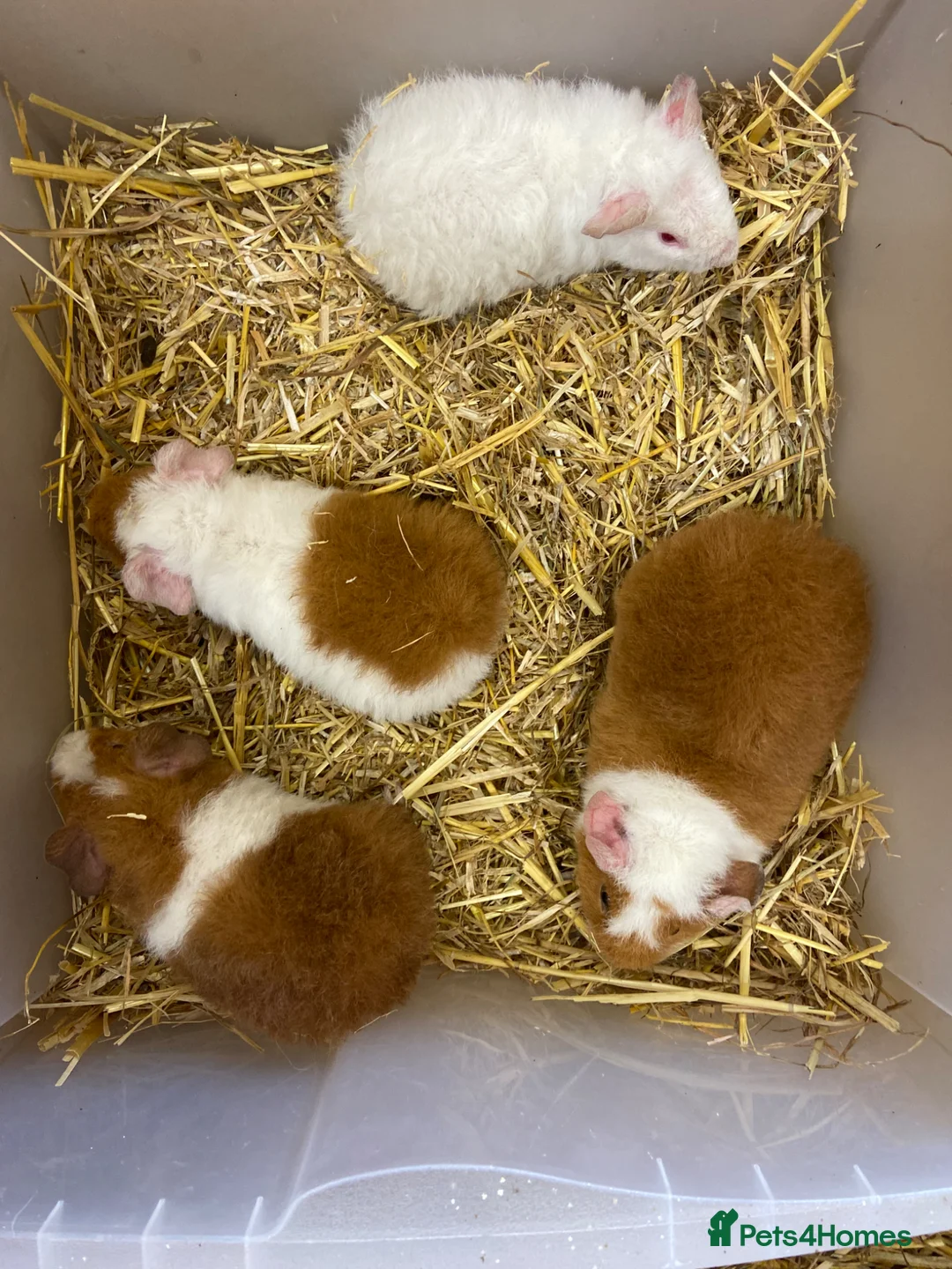 Guinea Pig rodents for sale: For Sale Baby Male Teddy Guinea Pigs  - Advert 1