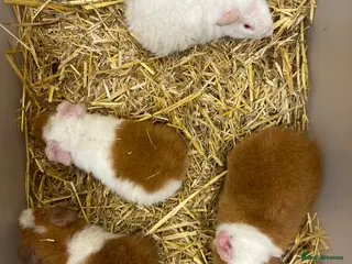 Guinea Pig rodents For Sale Baby Male Teddy Guinea Pigs - Advert 1