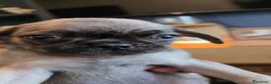 Pug 2