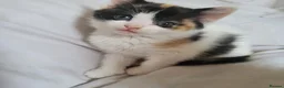 Mixed Breed cats for sale: 6 playful kittens - Advert 10