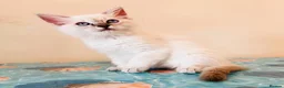 Ragdoll cats for sale: GCCF REGISTERED RAGDOLLS - Advert 8