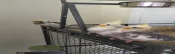 Cockatiels birds for sale: Baby cockatiel for sale - Advert 2