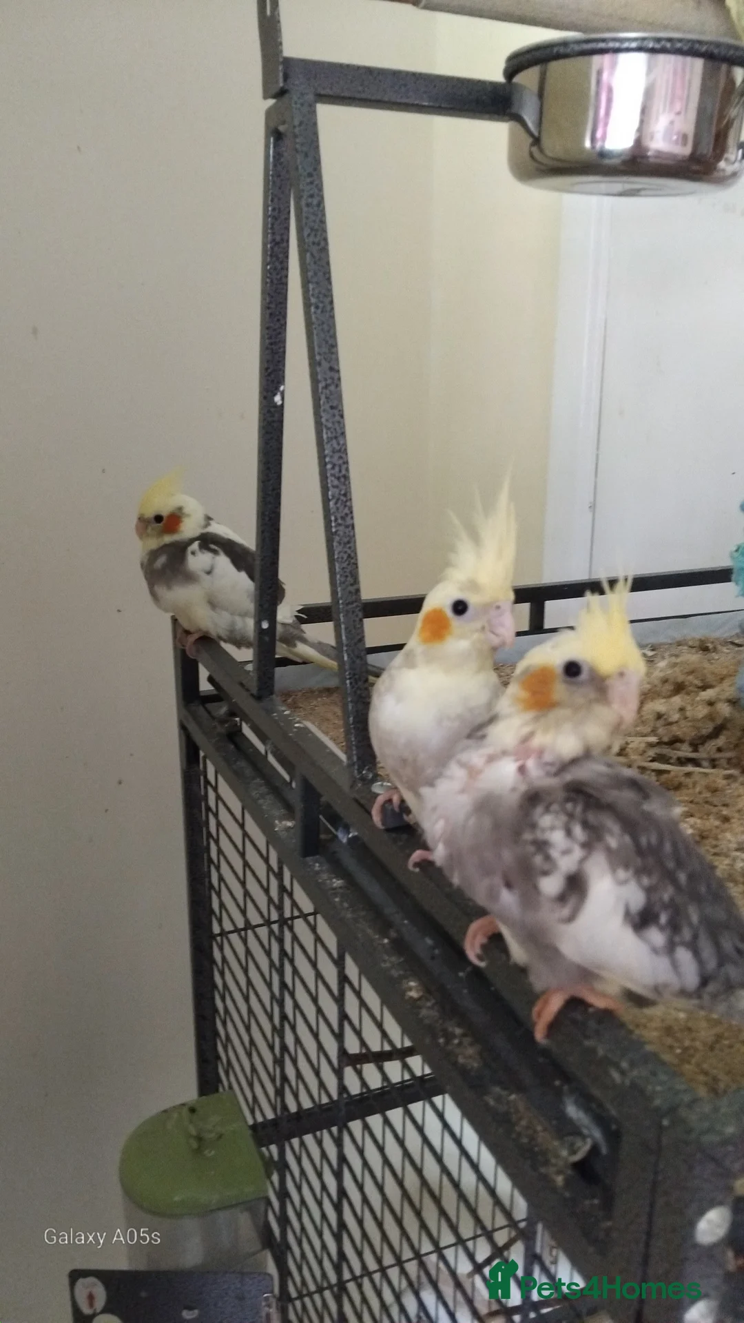 Cockatiels birds for sale: Baby cockatiel for sale - Advert 2