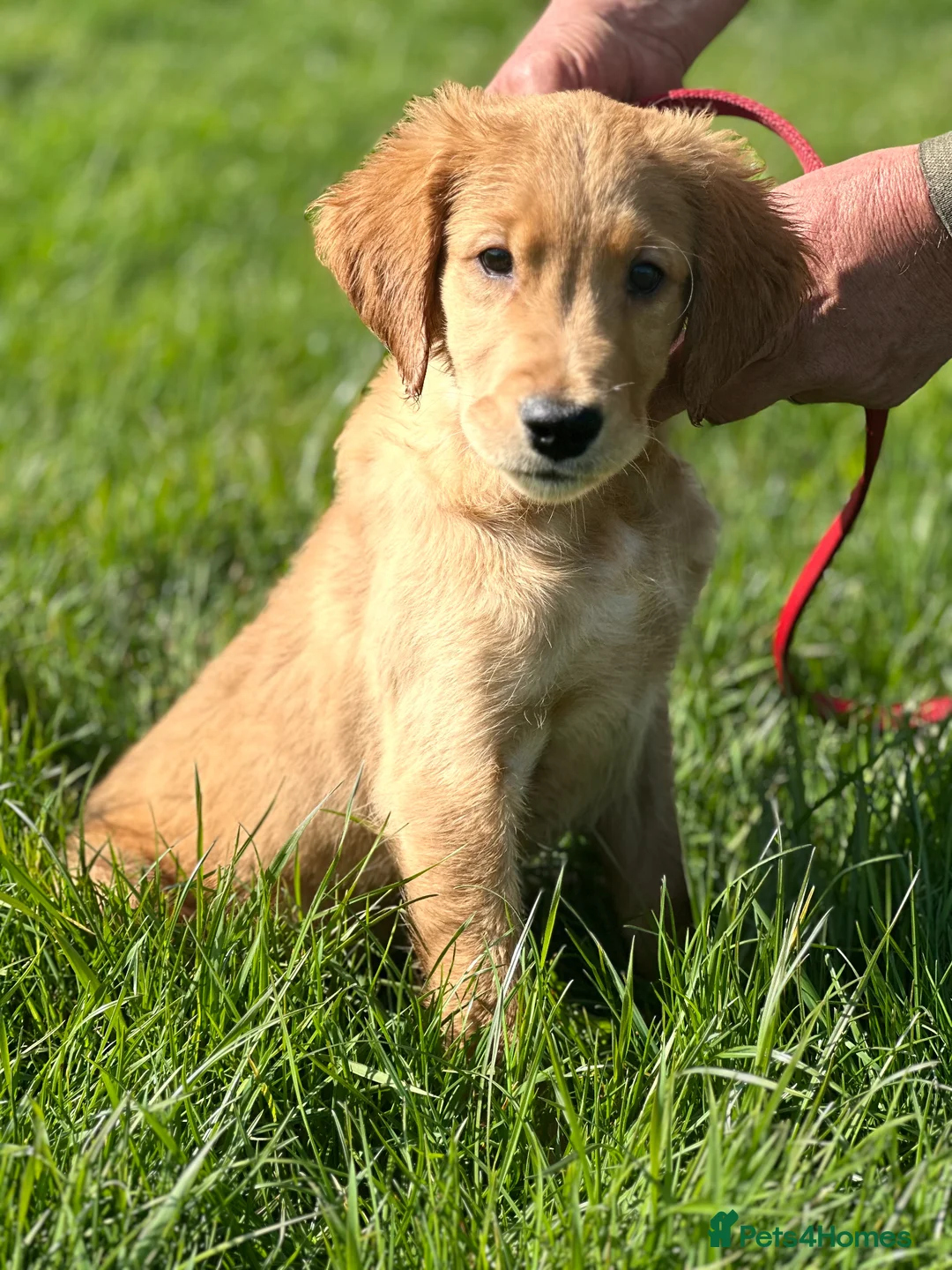 Golden Retriever dogs for sale: Dark Golden KC registered Golden retrievers - Advert 1