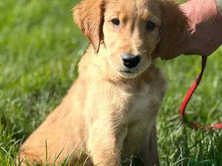 Golden Retriever dogs Dark Golden KC registered Golden retrievers - Advert 4