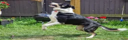 Border Collie dogs for sale: Border collie Peter  - Advert 1