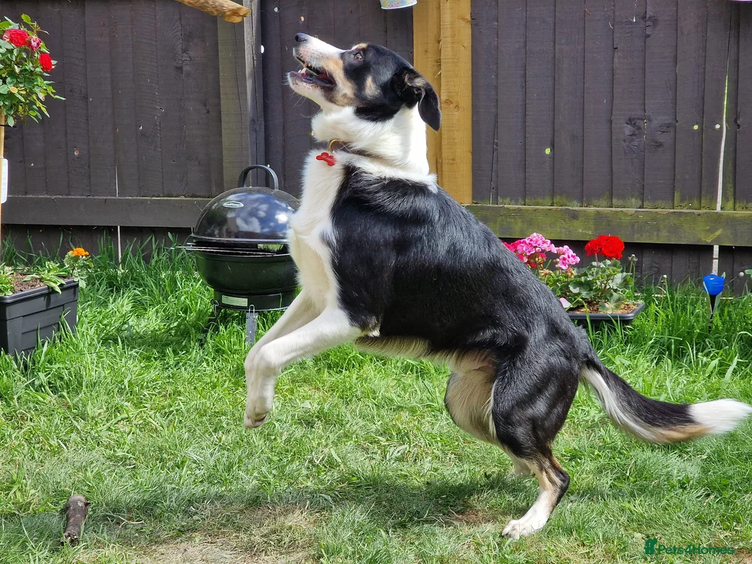 Border Collie dogs for sale: Border collie Peter  - Advert 1