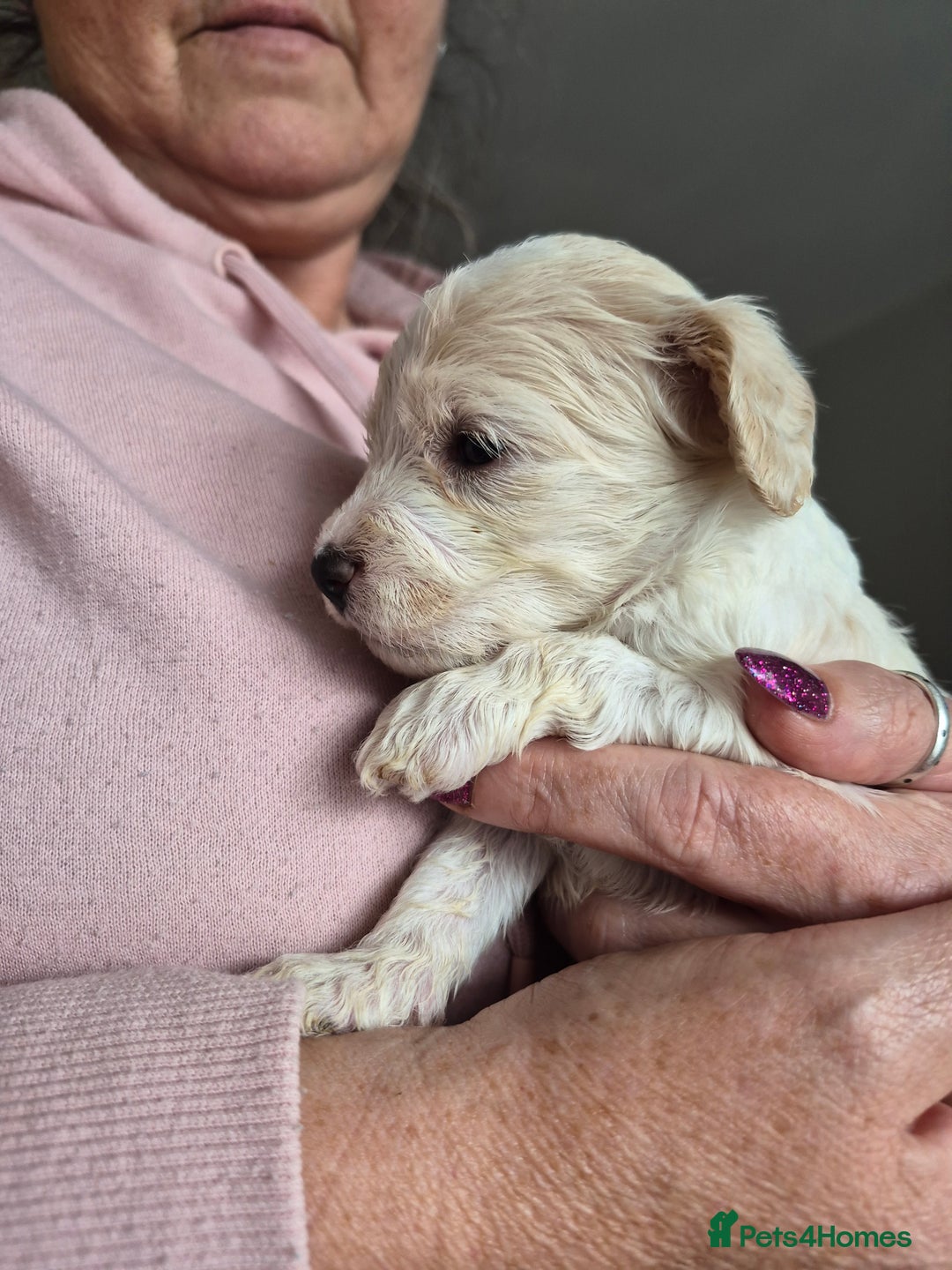 Cockapoo dogs for sale: F1b cockerpoo puppies - Image 23