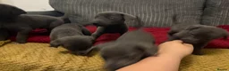 Mixed Breed dogs for sale: Beautiful mixed breed puppies - Advert 3