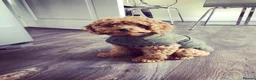 Cavapoo dogs for sale: Quality, Red, Low-Shedding Toy Cavapoo Puppies - Advert 14