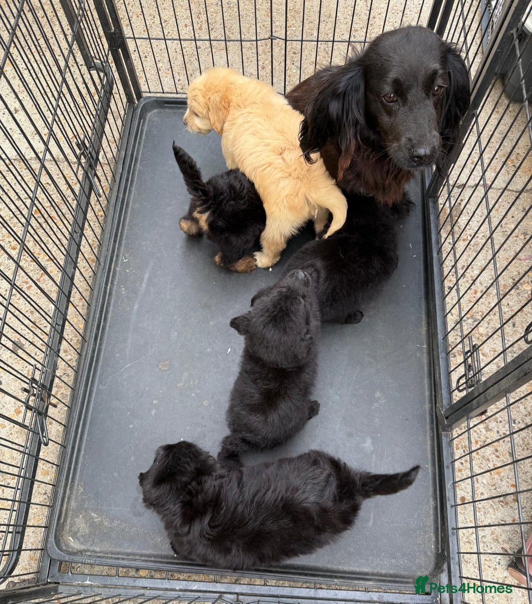 Cockapoo dogs for sale: Cockapoo puppies for sale  - Image 6