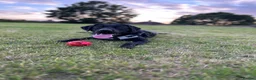 Labrador Retriever dogs for sale: Black male Labrador called bruno - Advert 4