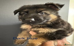 German Shepherd dogs for sale: German shepherd  - Image 25