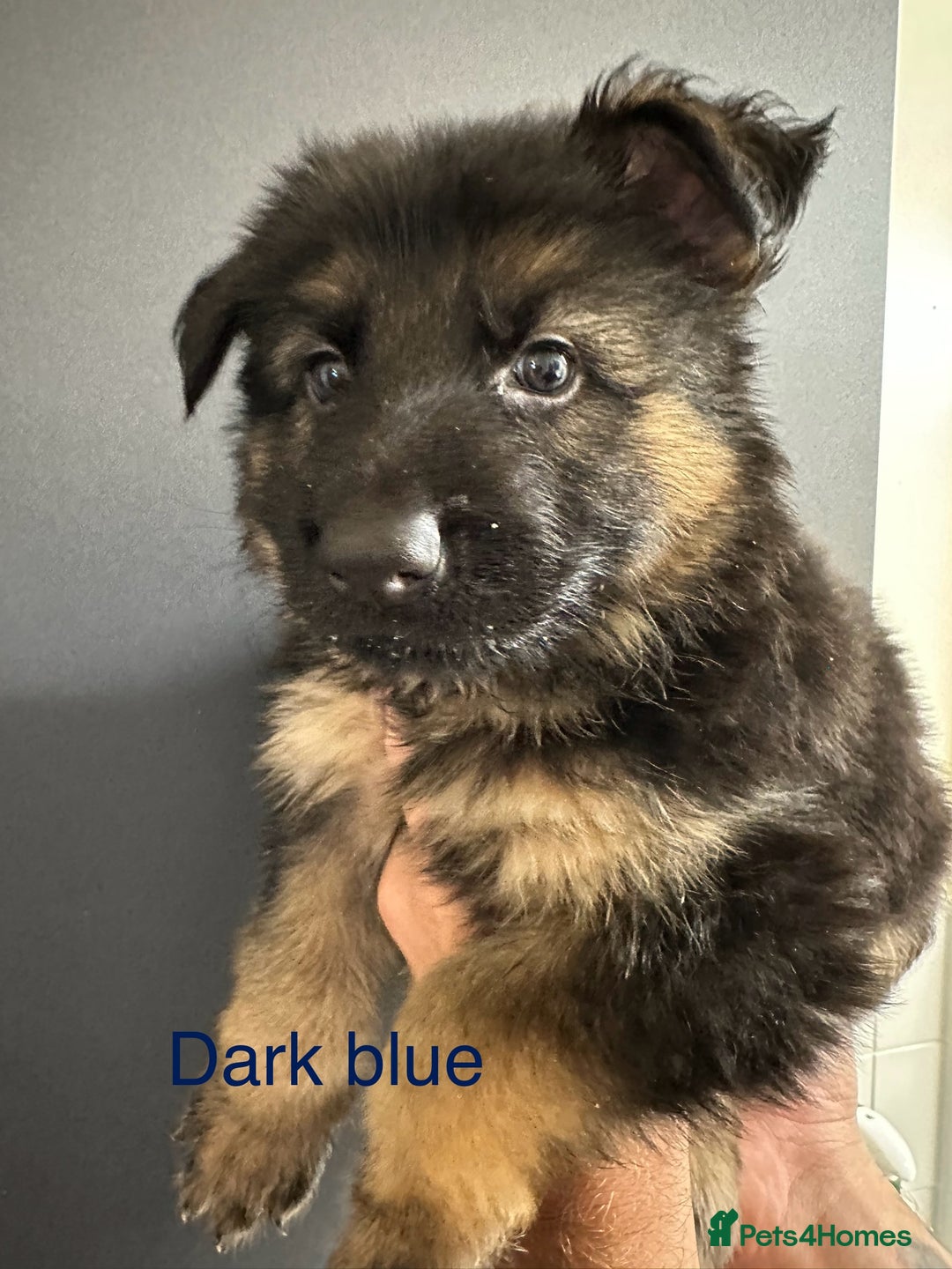 German Shepherd dogs for sale: German shepherd  - Image 25