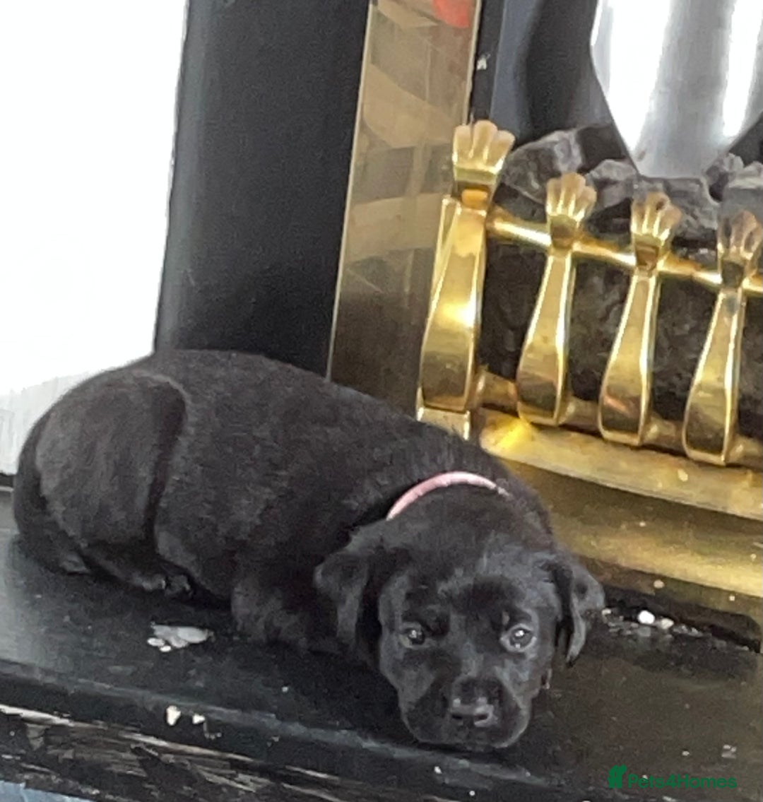 Mixed Breed dogs for sale: YOUR NEW BEST FRIEND IS WAITING!  - Image 15
