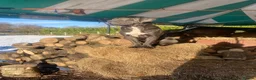 Cane Corso dogs for sale: Free Re homing cane corso  in Diss - Advert 2
