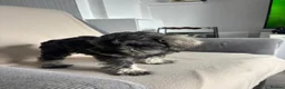 Miniature Schnauzer dogs for sale: Beautiful Miniature Schnauzers  - Advert 6