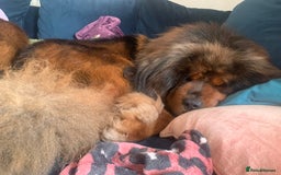 Tibetan Mastiff dogs for sale: 2 Wonderful Tibetan Mastiffs for rehoming - Image 5