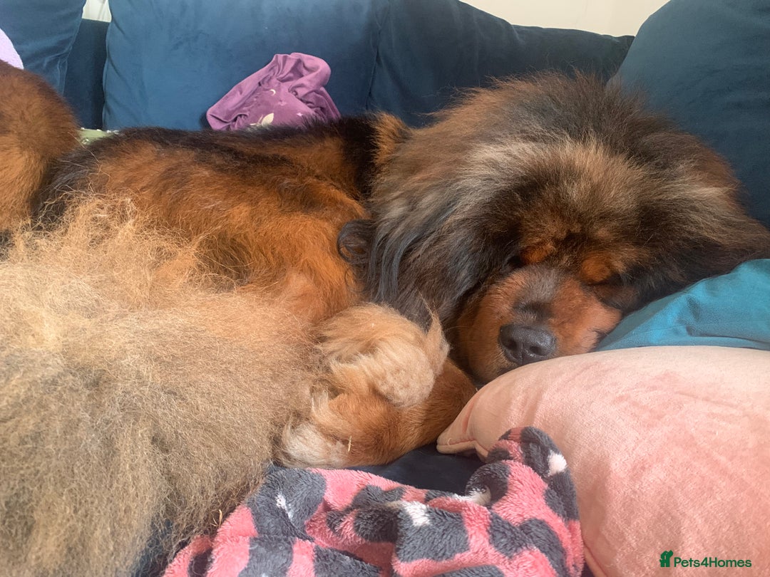 Tibetan Mastiff dogs for sale: 2 Wonderful Tibetan Mastiffs for rehoming - Image 5