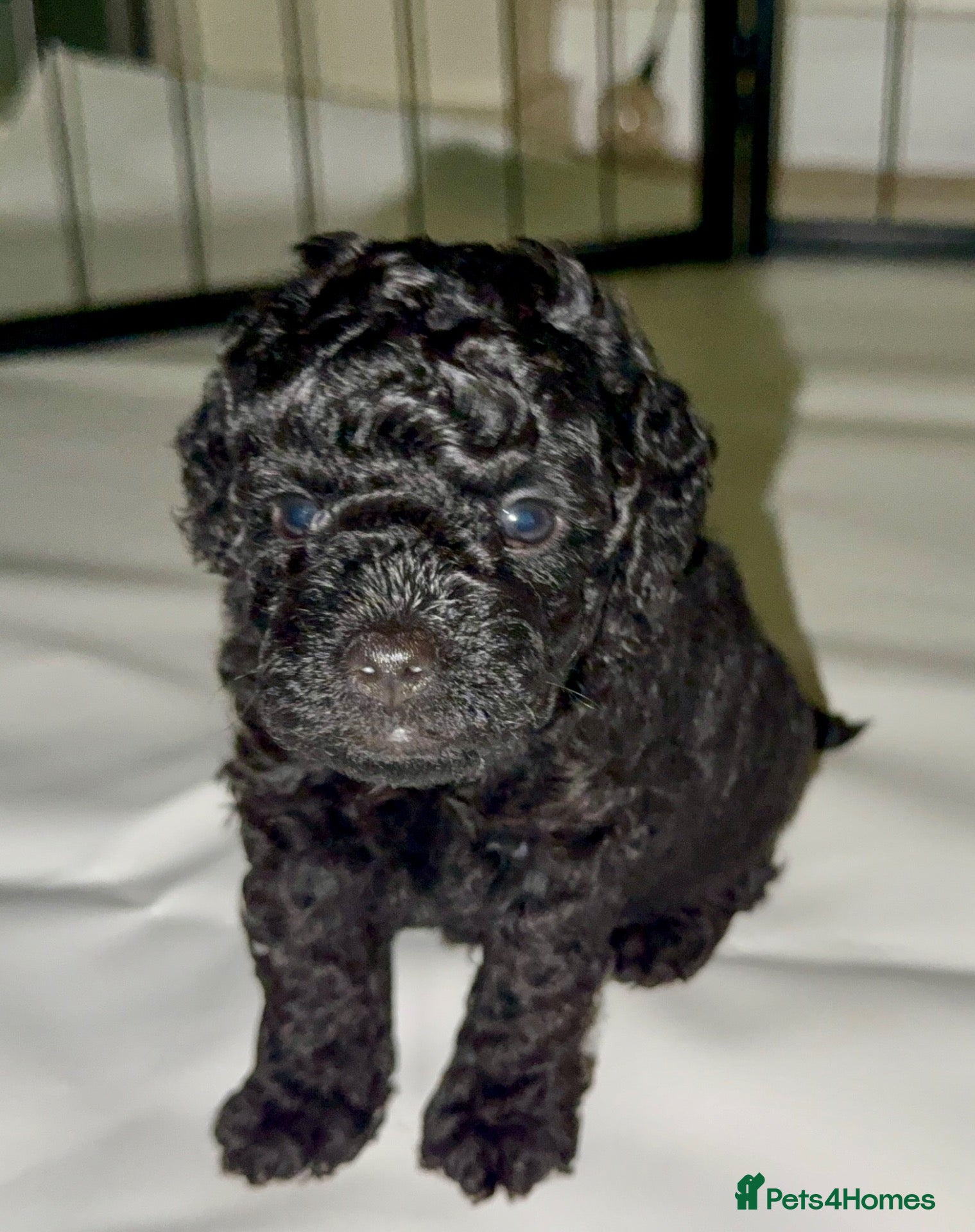 Toy Poodle dogs Tiny Purebred Toy Poodle,Gorgeous Fluffy TeddyBear - Advert 2
