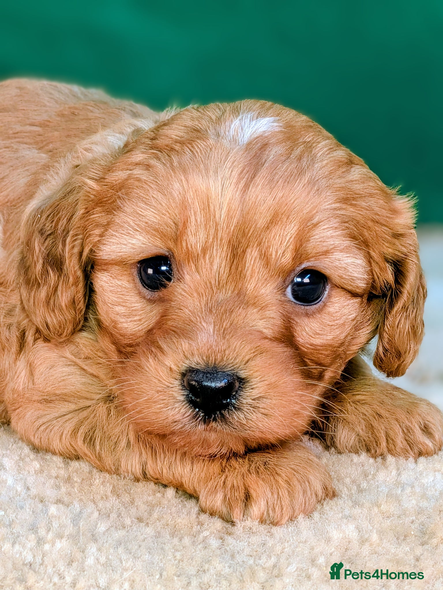 Cavapoo dogs Adorable Cavapoo Pup Ready For Her Forever Home! - Advert 1
