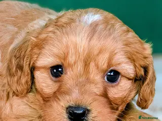 Cavapoo dogs for sale: Adorable Cavapoo Pup Ready For Her Forever Home! - Advert 3