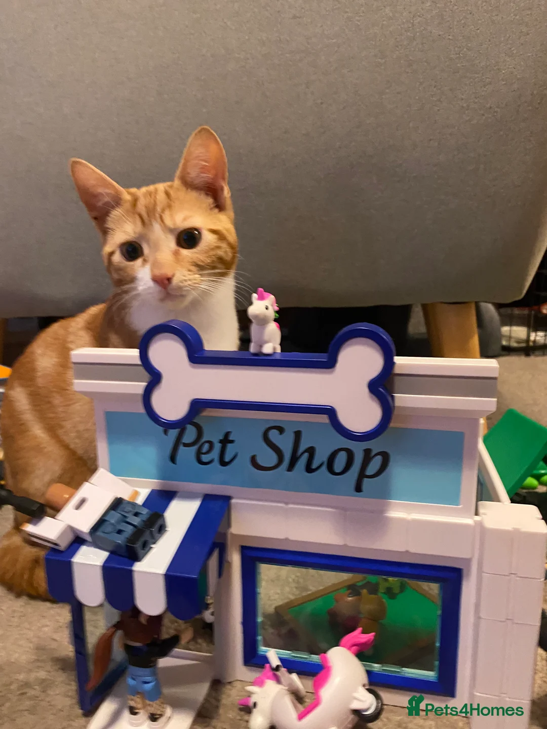 Domestic Shorthair cats for sale: Boo - 1 year old, neutered male  - Advert 5