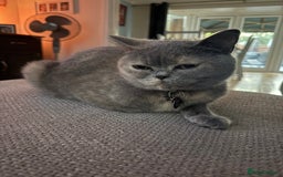British Shorthair cats for sale: British shorthair cross Russian blue kitten - Image 7