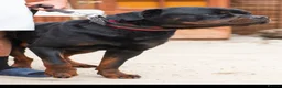 Rottweiler dogs for stud: BIG BONED GERMAN ROTTWEILER FOR STUD  - Advert 4