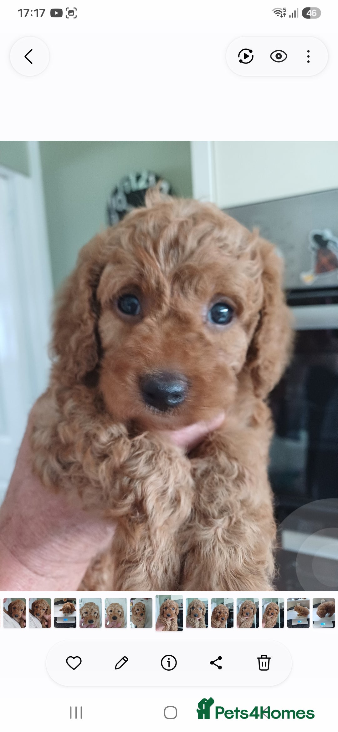 Cavapoo dogs HEALTH-TESTED CAVAPOOS. - Advert 2