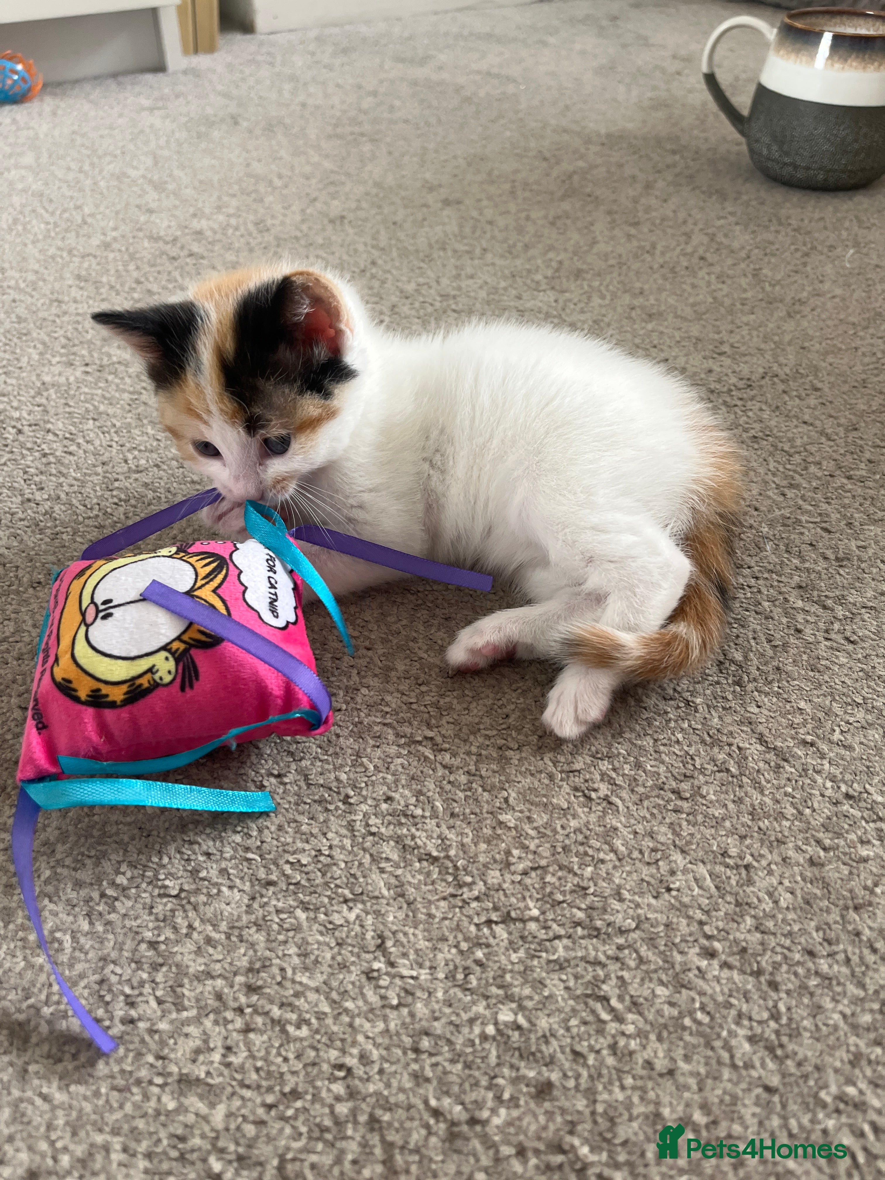 Mixed Breed cats for sale: 6 friendly and playful kittens - Advert 17