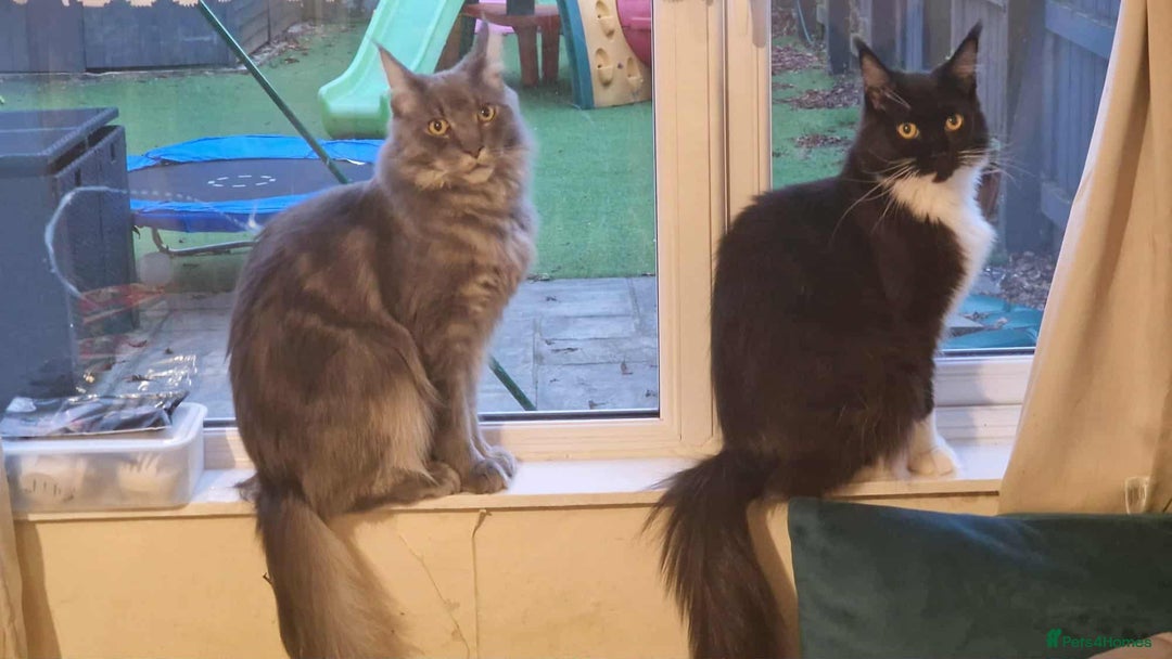 Maine Coon cats for sale: 2 beautiful (certified pure-bred) maine coons - Image 5
