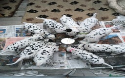 Dalmatian dogs for sale: Register an Interest - Image 6