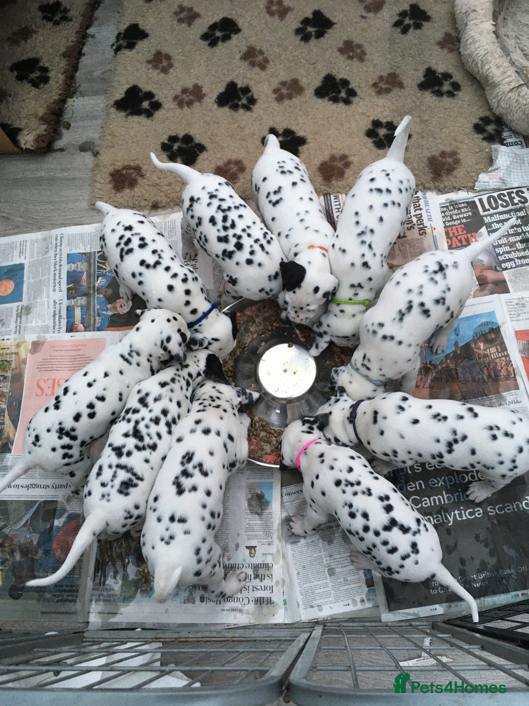 Dalmatian dogs for sale: Register an Interest - Image 6