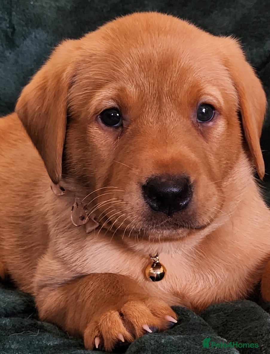 Labrador Retriever dogs ⭐⭐7 Beautiful Fox Red Labrador Pups Ready Soon!⭐⭐️ - Advert 2